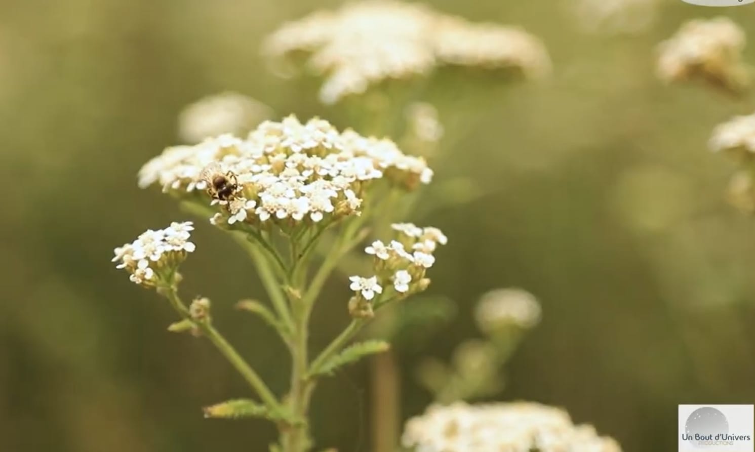 Illustration événement Balade nature pour petits et grands – 27/09